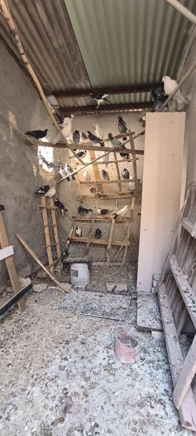 کبوتر زاجر همه رنگ حدود 80عدد|پرنده|میبد, |دیوار