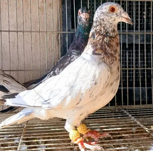 سار هفت رنگ نر و ماده|پرنده|مشهد, جاهد شهر|دیوار