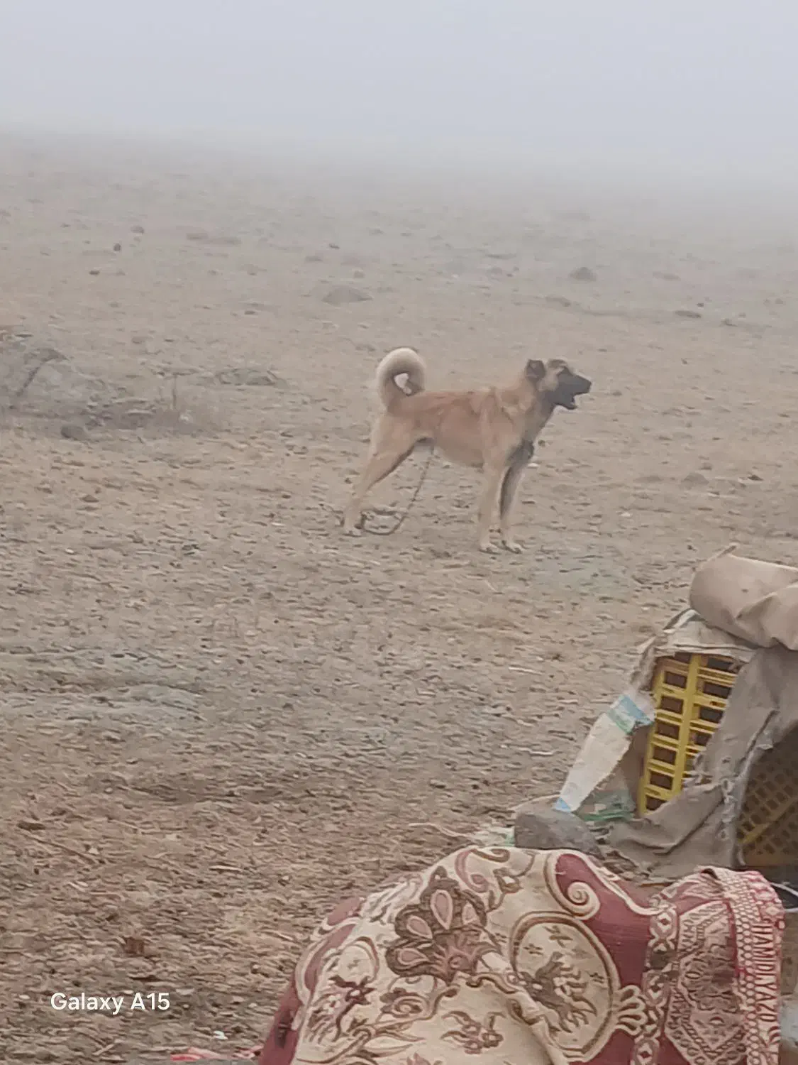 سگ سرابی یکساله ماده بسیار زرنگ وباهوش|سگ|قشلاق دشت, |دیوار