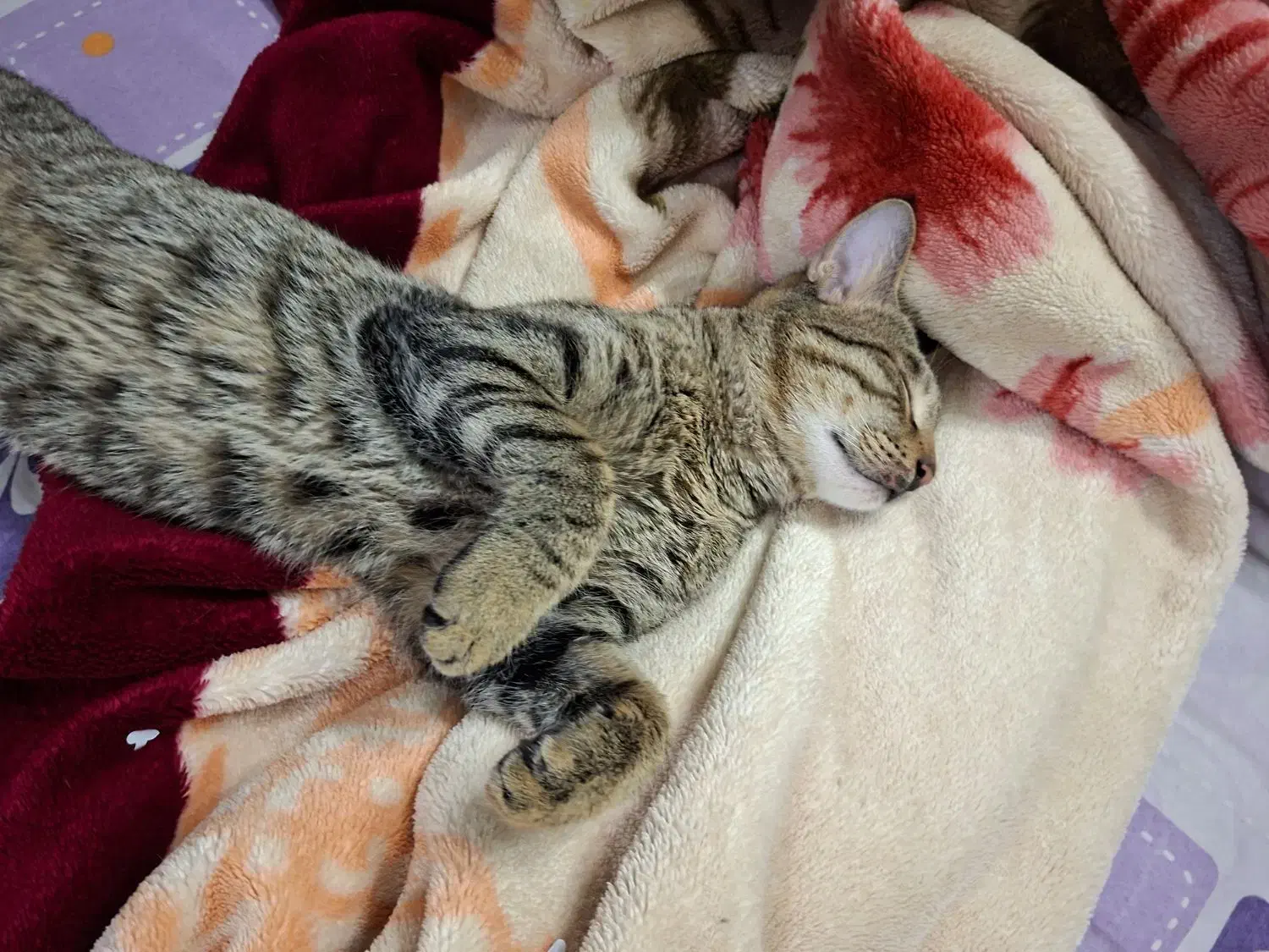 گمشده اسمش هیروعه|گربه|مشهد, نظام دوست|دیوار