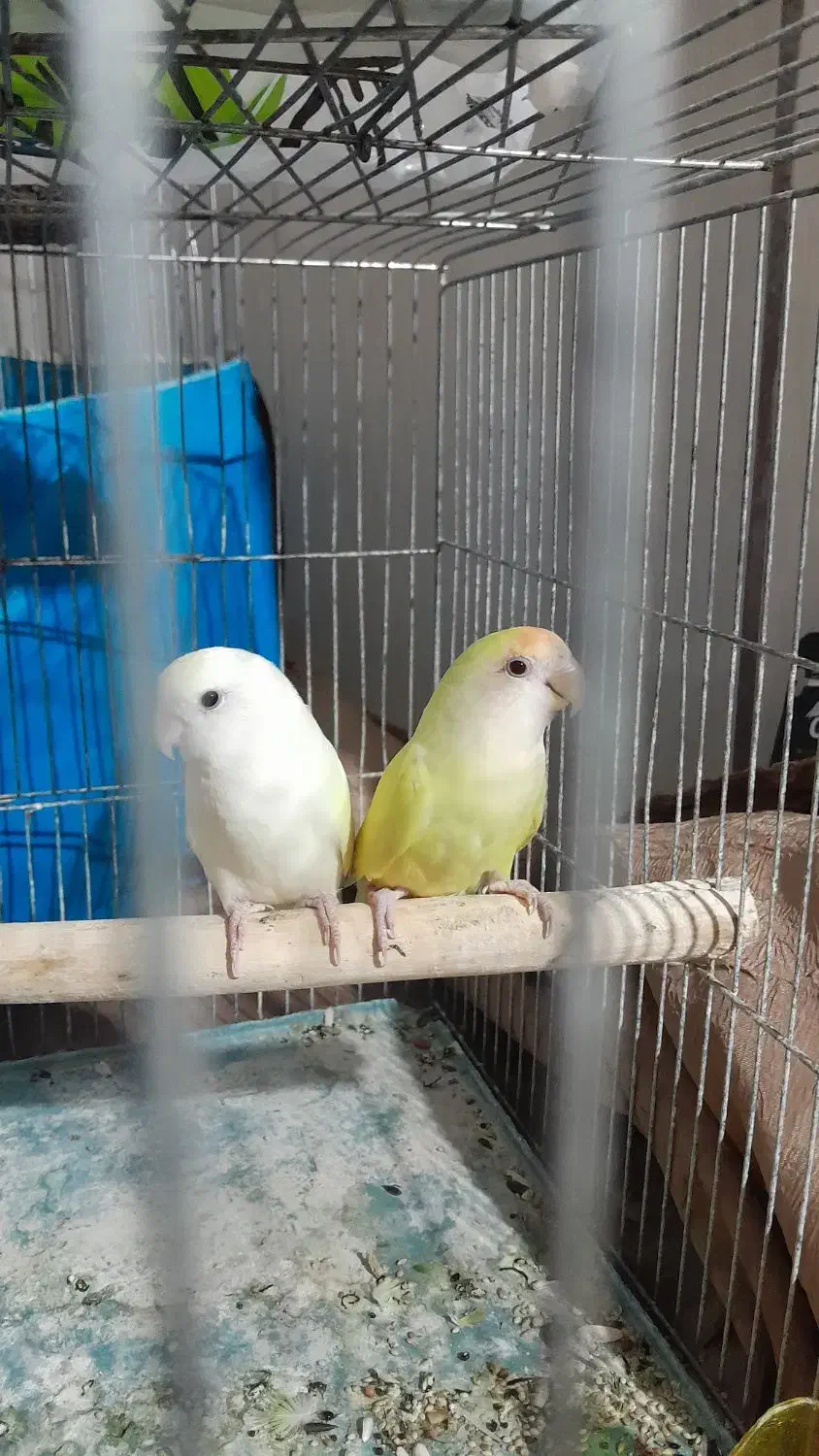 طوطی برزیلی|پرنده|مشکین‌دشت, |دیوار