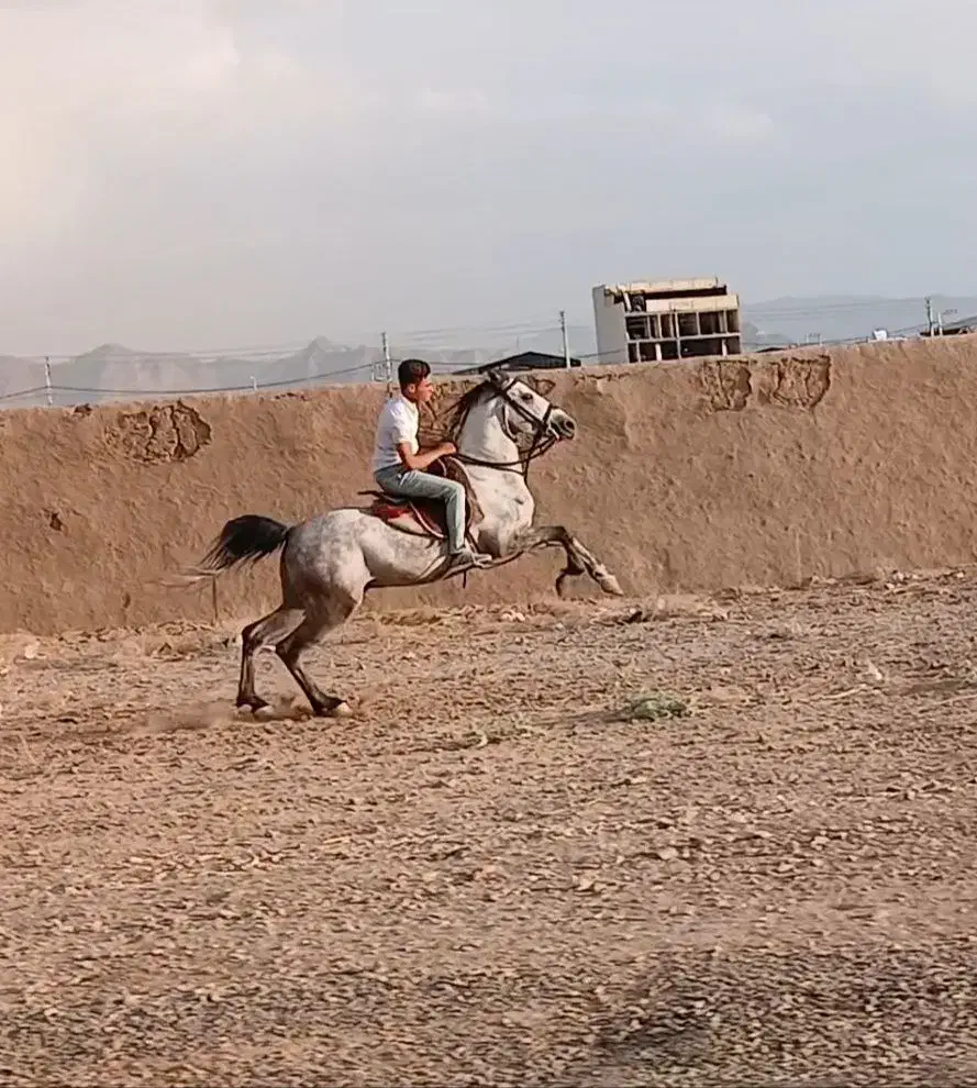 فروش|اسب و تجهیزات اسب‌سواری|اصفهان, رهنان|دیوار