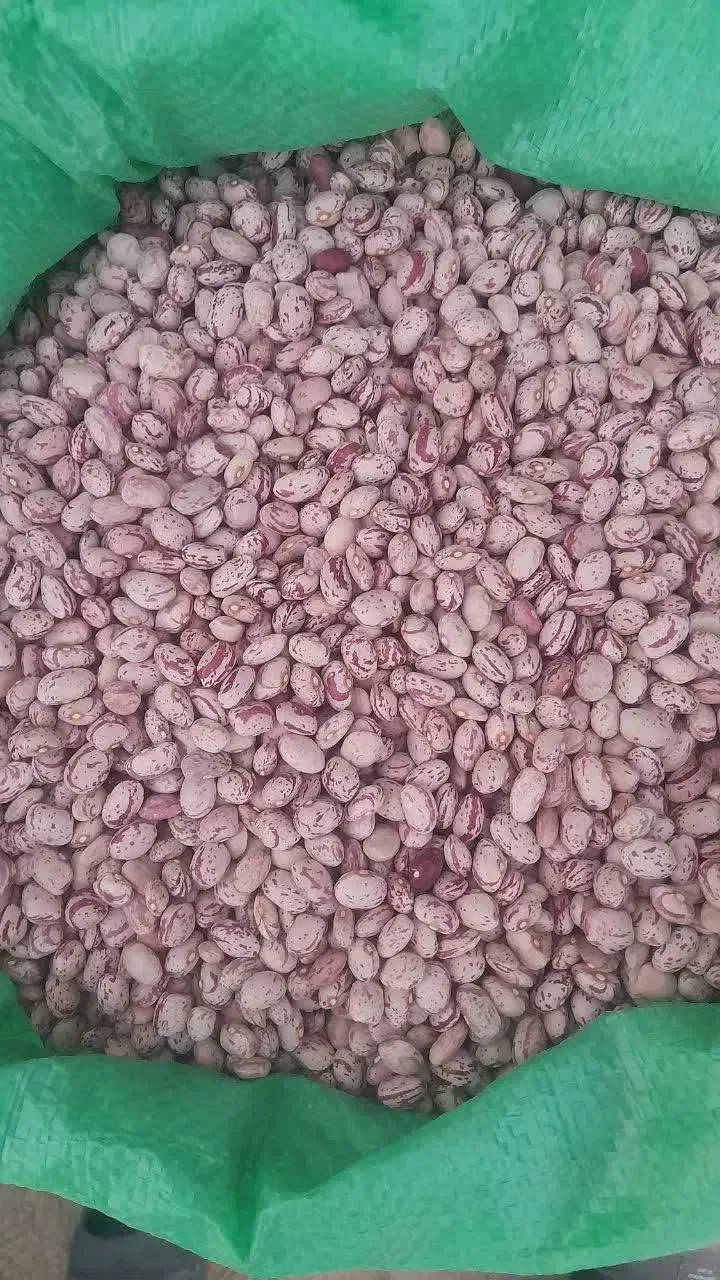 لوبیا درجه یک|عمده‌فروشی|قیدار, |دیوار