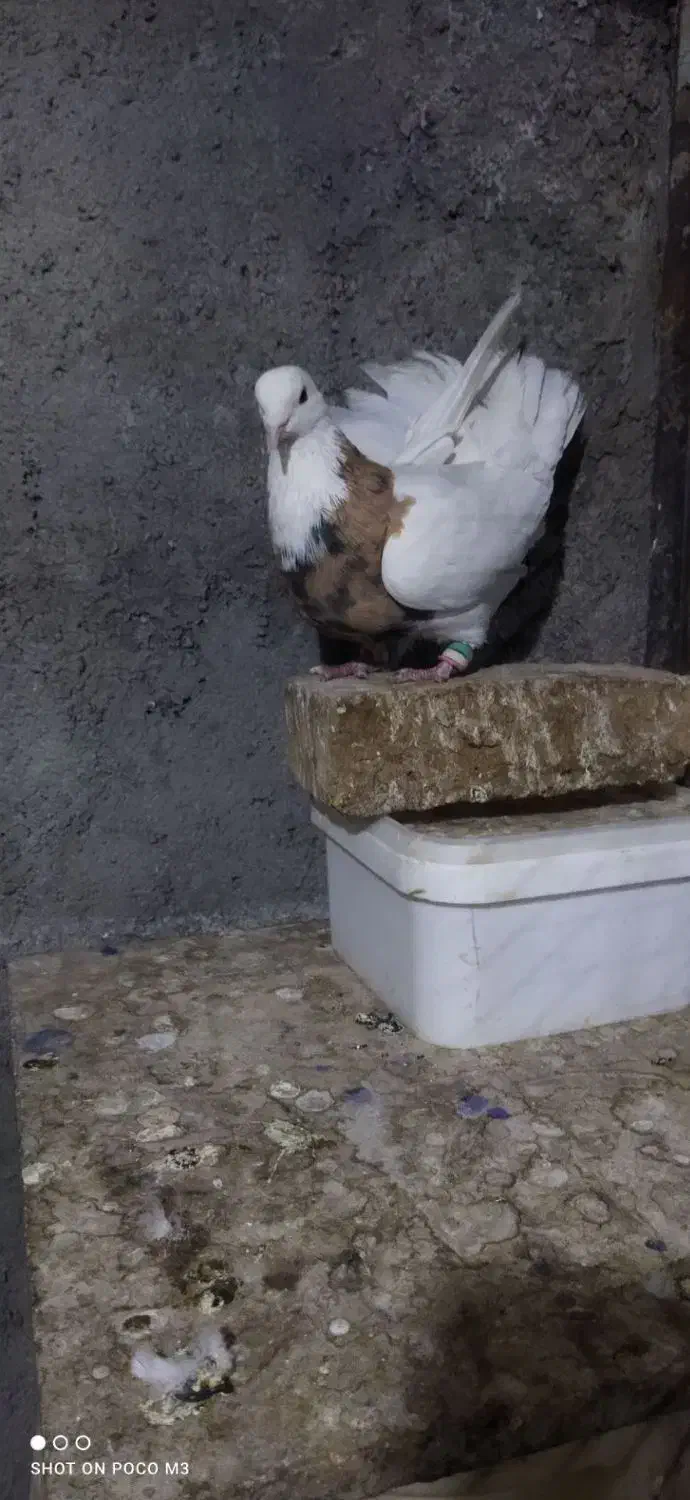 طوقی زرد خال سیاه وخرمای|پرنده|بهار, |دیوار