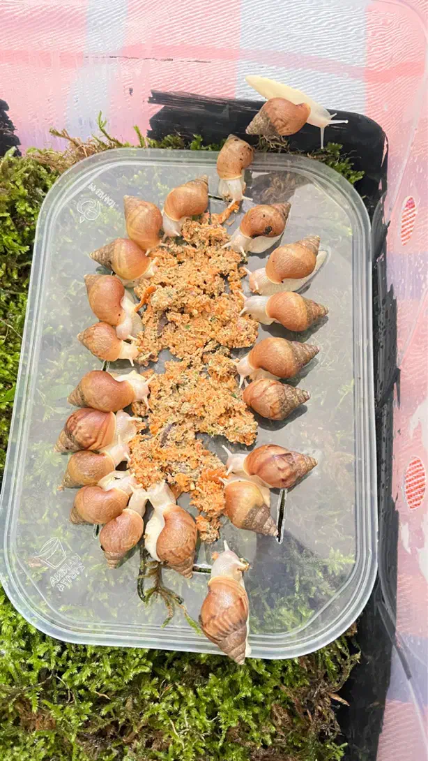 جوجه حلزون|خزنده|اصفهان, شهرک امام خمینی|دیوار