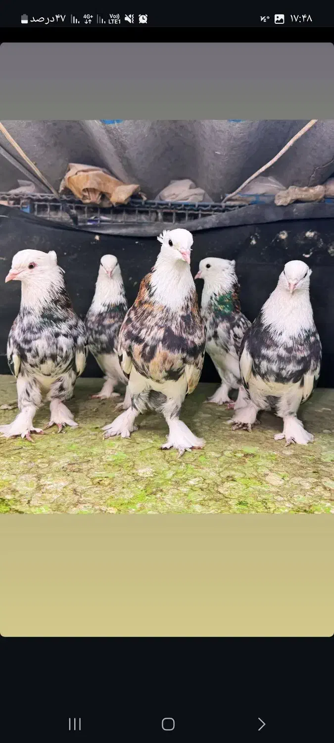 کفتر هما شازده سرور|پرنده|ری, عباس‌آباد|دیوار