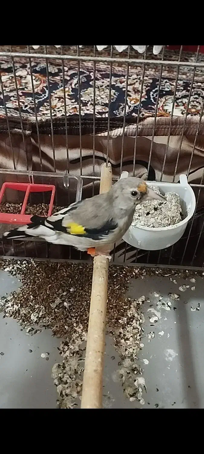 جوجه سهره کرمانی  قفسی زیر دهندار|پرنده|همدان, |دیوار