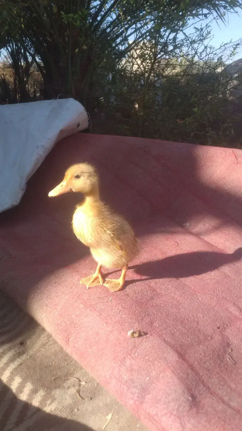 جوجه محلی رنگی و اردک|حیوانات مزرعه|منوجان, |دیوار