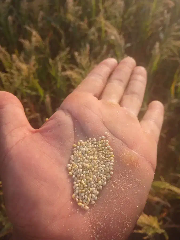 ارزن ش وخرید نقدی|خوردنی و آشامیدنی|رودشت (اصفهان), |دیوار