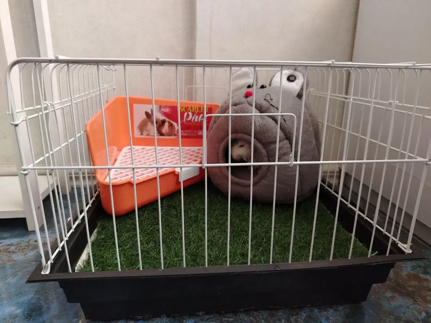 خرگوش مینیاتوری|موش و خرگوش|مشهد, جاهد شهر|دیوار