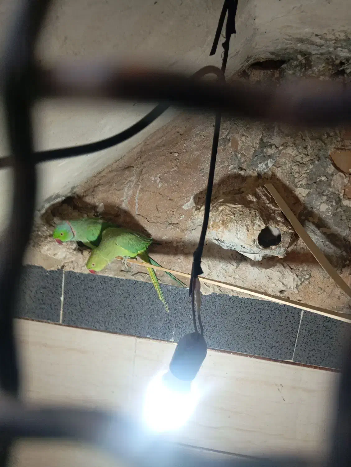 طوطی ملنگو|پرنده|گنبد کاووس, |دیوار