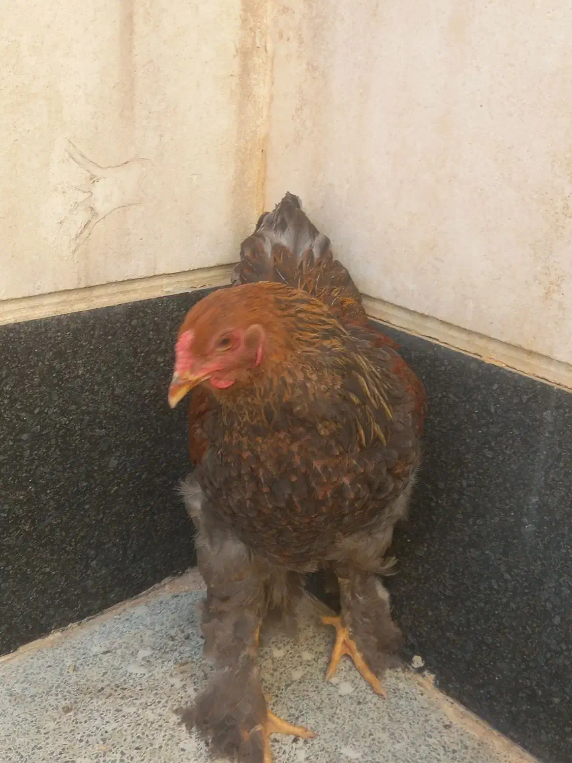 برهما|حیوانات مزرعه|شیراز, امام حسین|دیوار