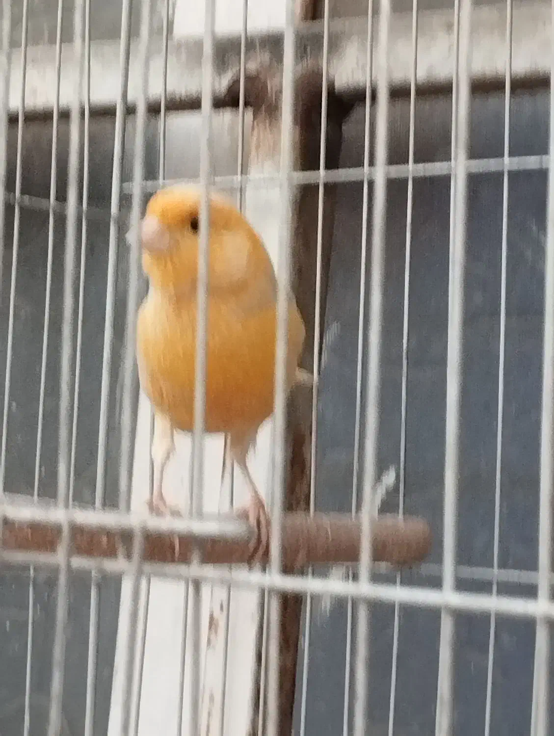 قناری مست بخون سهره.عروس هلندی|پرنده|ری, حمزه‌آباد|دیوار