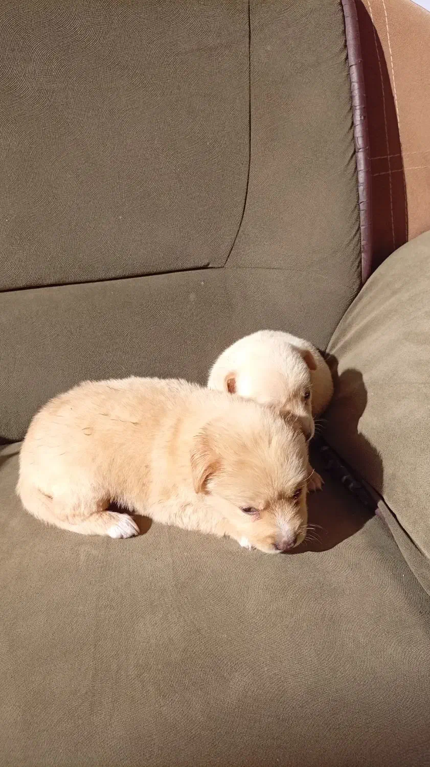 پامر اشپیتز|سگ|مشگین شهر, |دیوار