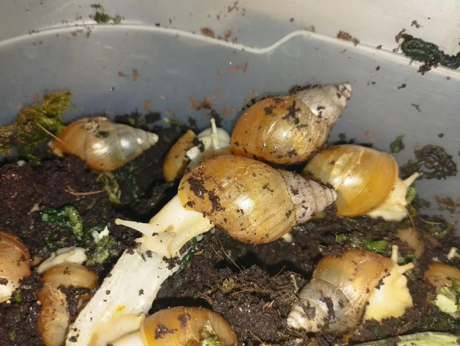 حلزون البینو|خزنده|مشهد, حجاب (شهرک غرب)|دیوار