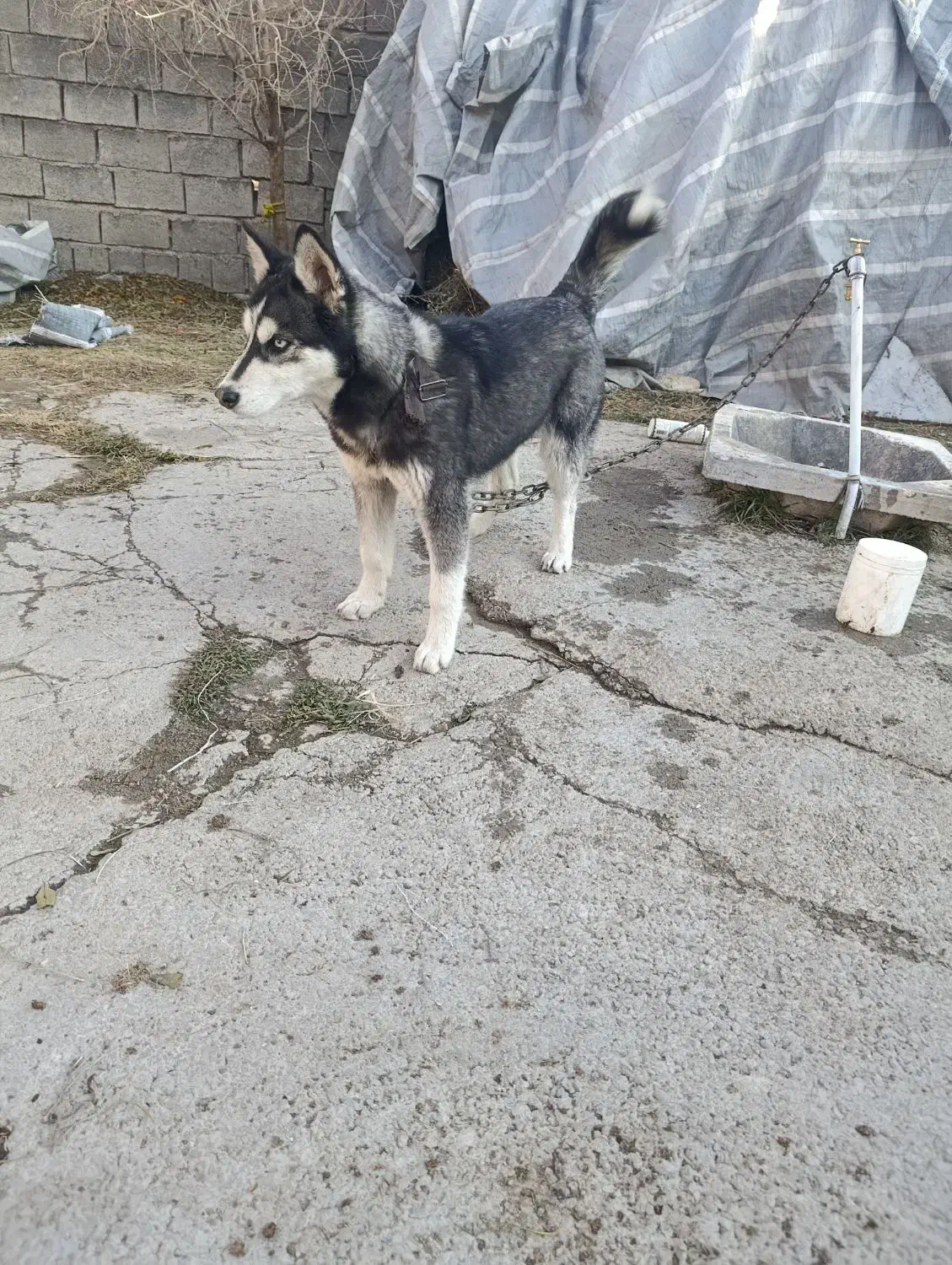 سگ هاسکی|سگ|ارومیه, |دیوار