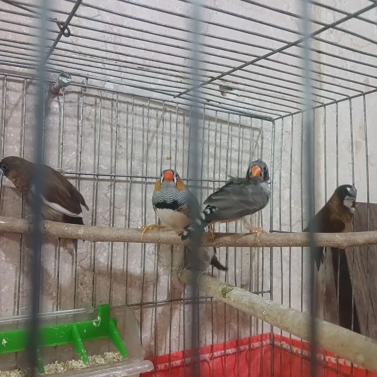 فنچ بنگالی و زبرا|پرنده|نسیمشهر, |دیوار