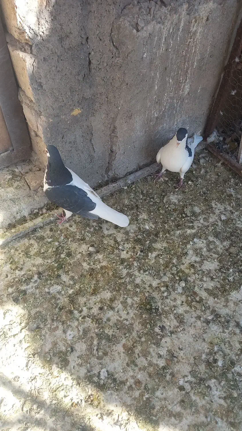 چپ سیاه|پرنده|رفسنجان, |دیوار