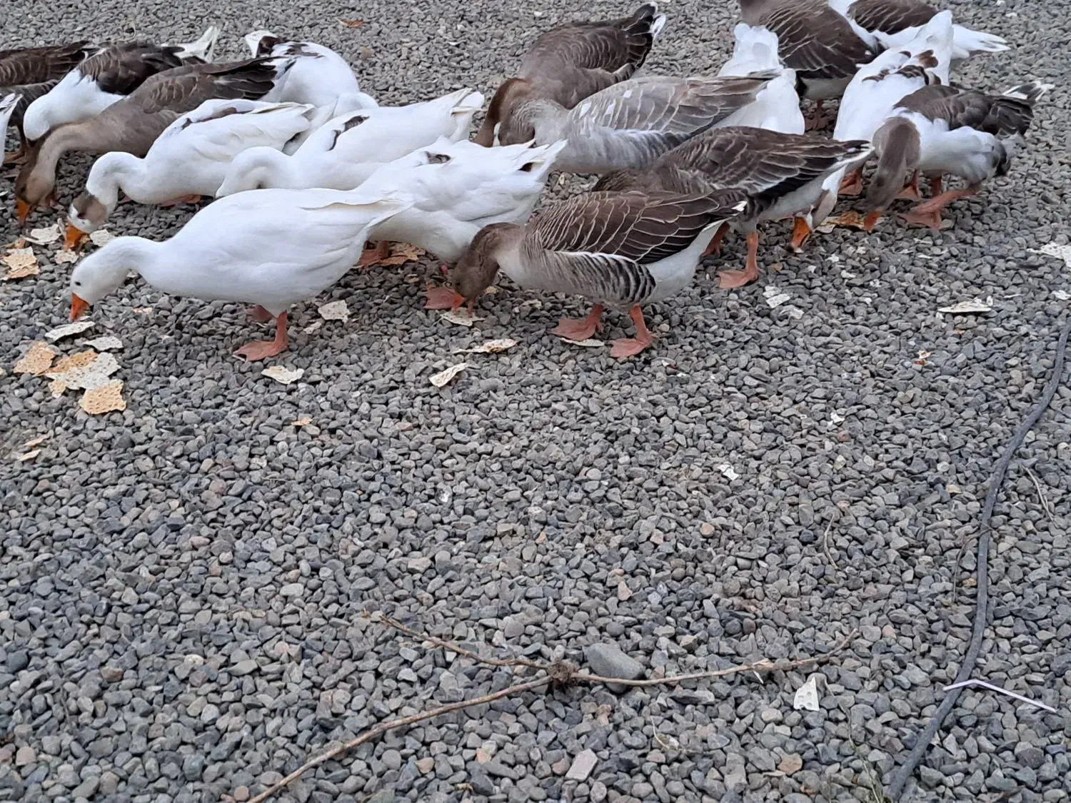 غاز|حیوانات مزرعه|پارسآباد, |دیوار