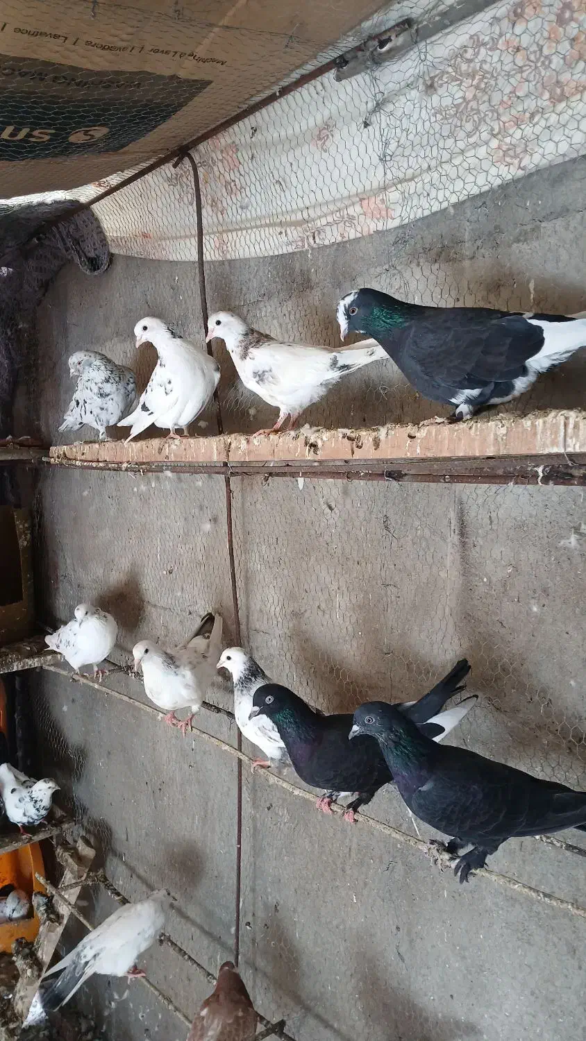 کبوتر|پرنده|ساری, |دیوار