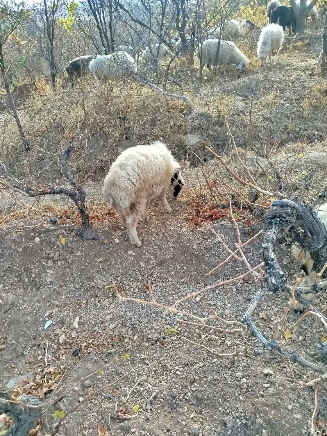 بره نر|حیوانات مزرعه|مروست, |دیوار