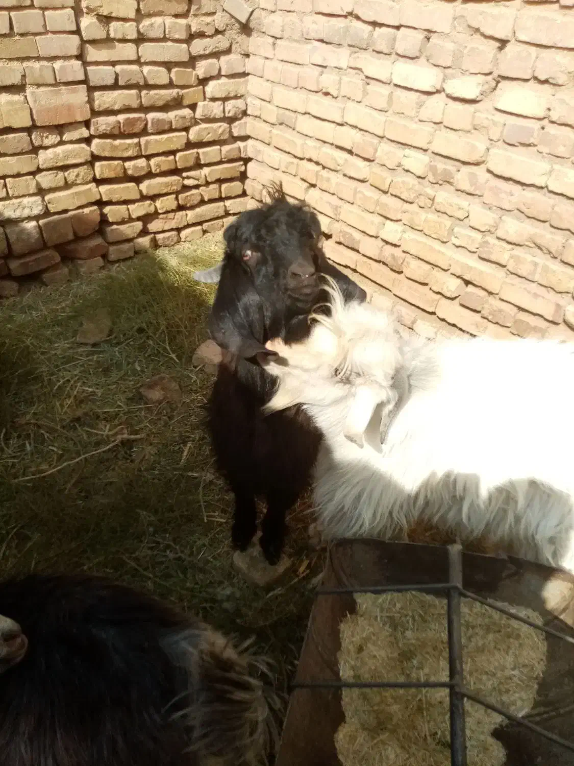 بزغاله نر|حیوانات مزرعه|خوسف, |دیوار