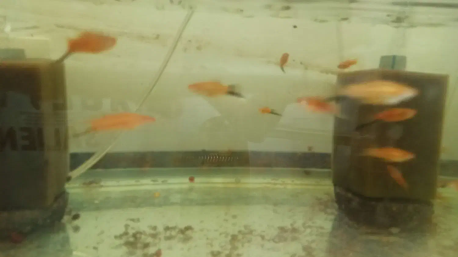 مولی و سوارتل|ماهی|کاشان, فین بزرگ|دیوار