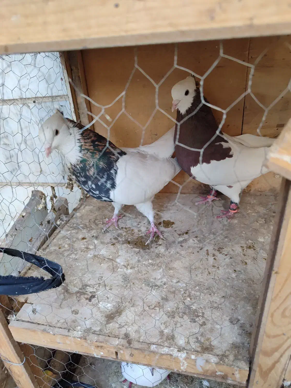 کبوتر نر|پرنده|تهران, مسعودیه|دیوار