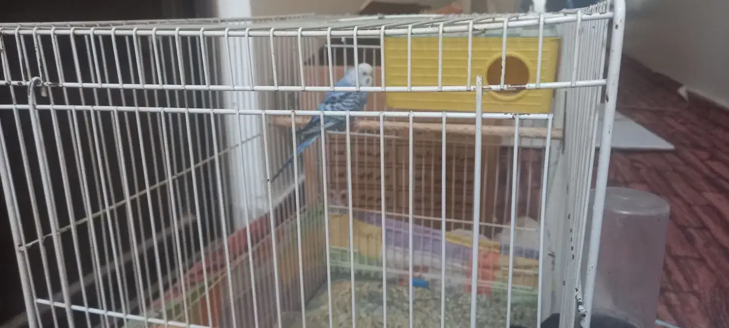 مرغ عشق|پرنده|تربت جام, حافظ|دیوار