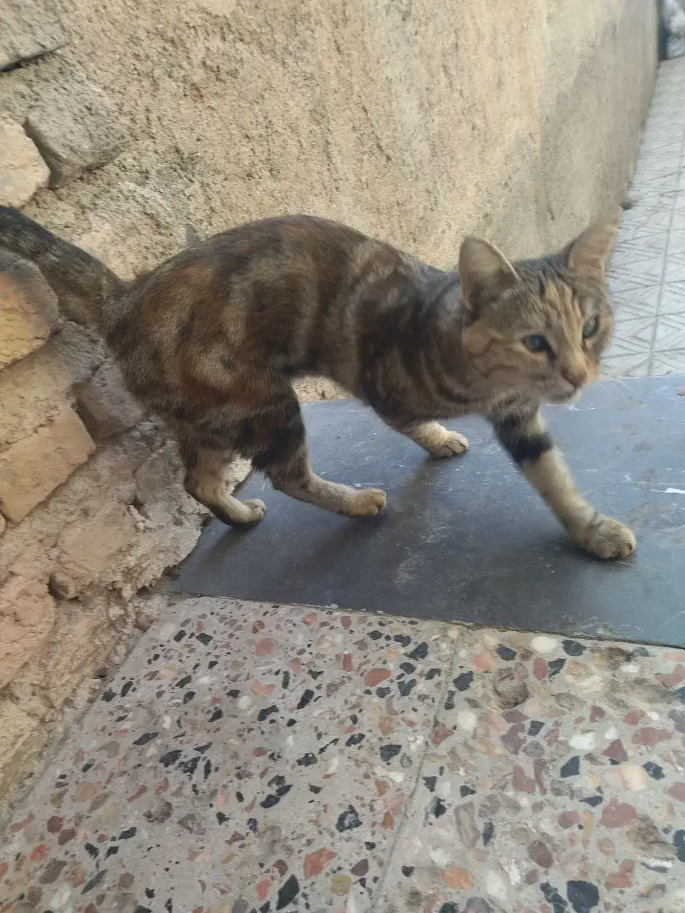 گربه گمشده|گربه|قوچان, |دیوار