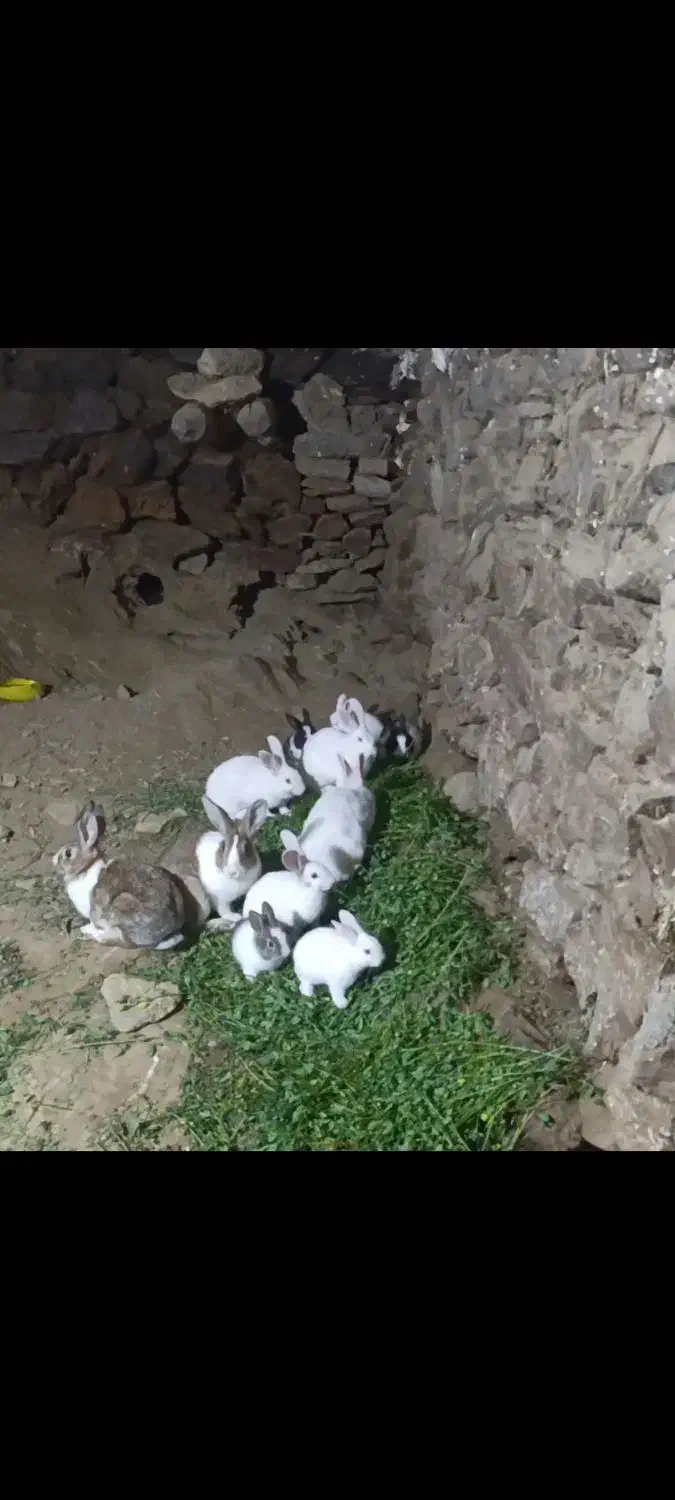 فروش خرگوش|موش و خرگوش|مریوان, |دیوار