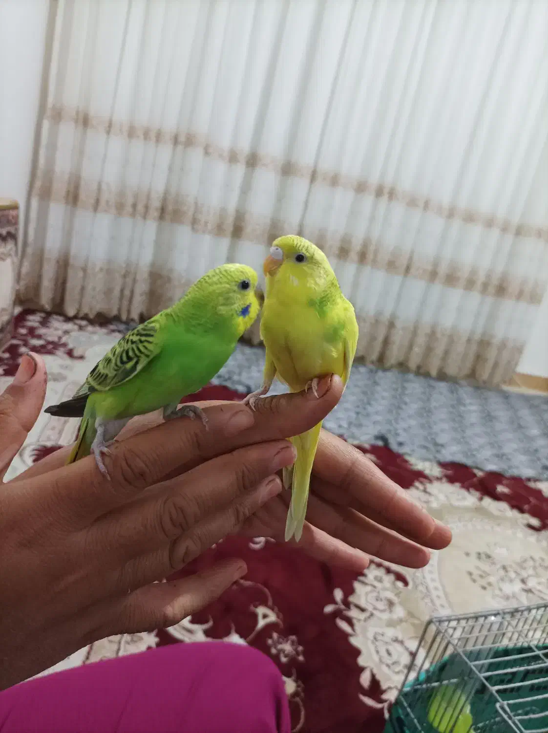 مرغ عشق سالم دستی نروماده|پرنده|محمدشهر, محمدشهر|دیوار
