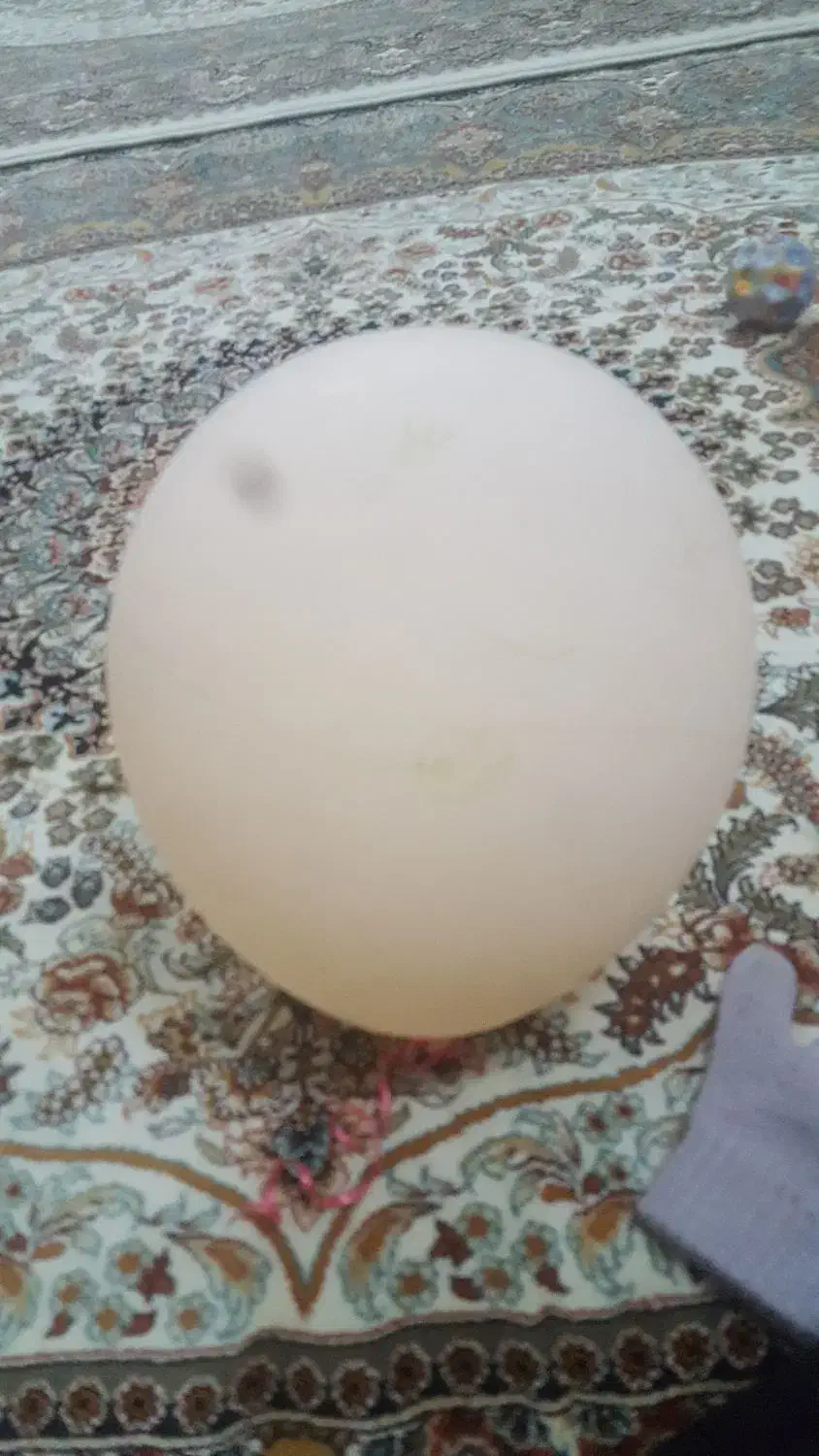 فروش سیم کارت|سیمکارت|قم, شاه ابراهیم|دیوار