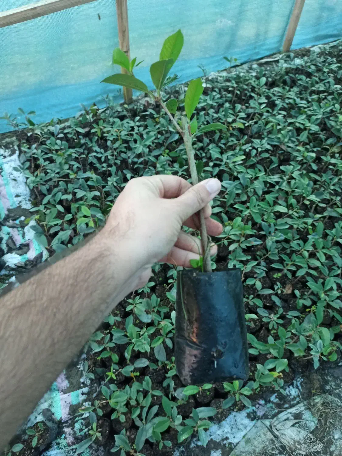 فوتونیا نایلکسی نشایی درجه یک|گل و گیاه طبیعی|کلاچای, |دیوار