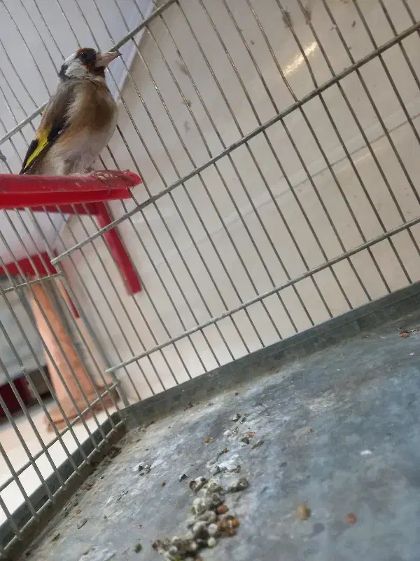 سهر سیره|پرنده|بروجرد, |دیوار