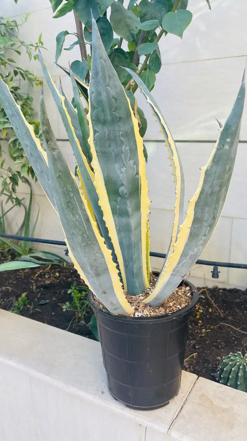 گل اگو|گل و گیاه طبیعی|گنبد کاووس, |دیوار