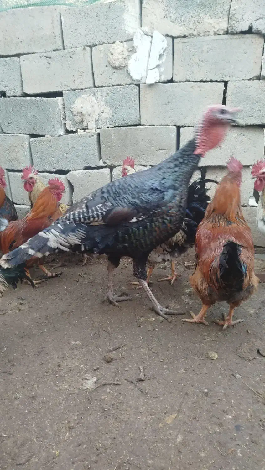 خروس وبوقلمون محلی|حیوانات مزرعه|لیلان, |دیوار