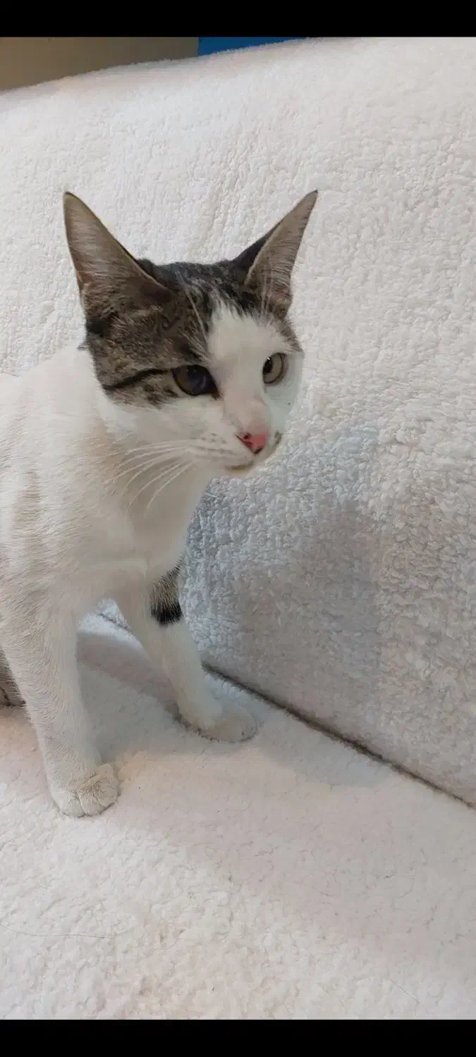 واگذاری گربه رایگان|گربه|اصفهان, سپاهانشهر|دیوار