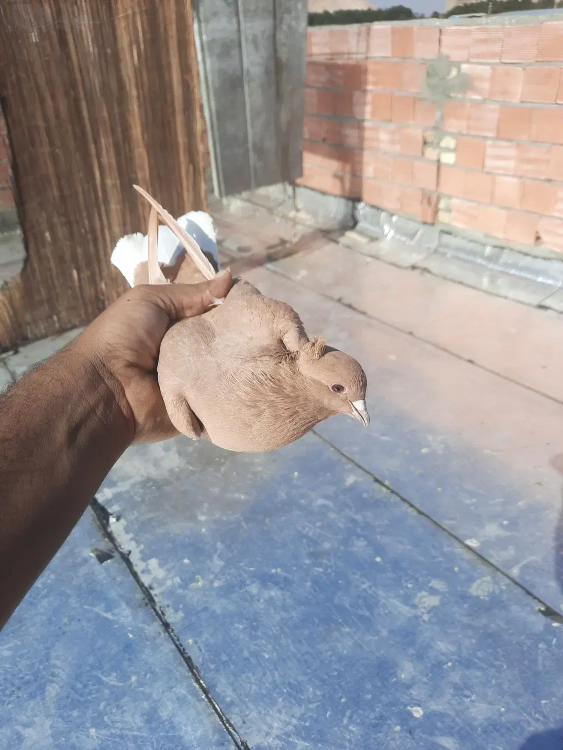 زرد دمسفید|پرنده|کرمان, |دیوار