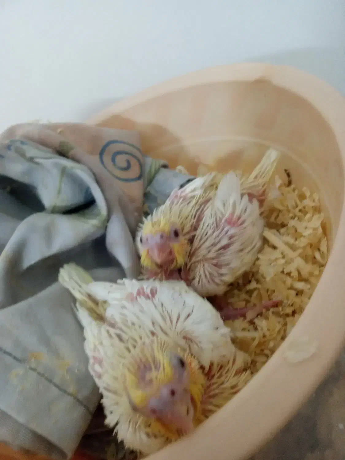 جوجه عروس هلندی نرمه خور|پرنده|مشهد, شهید قربانی|دیوار