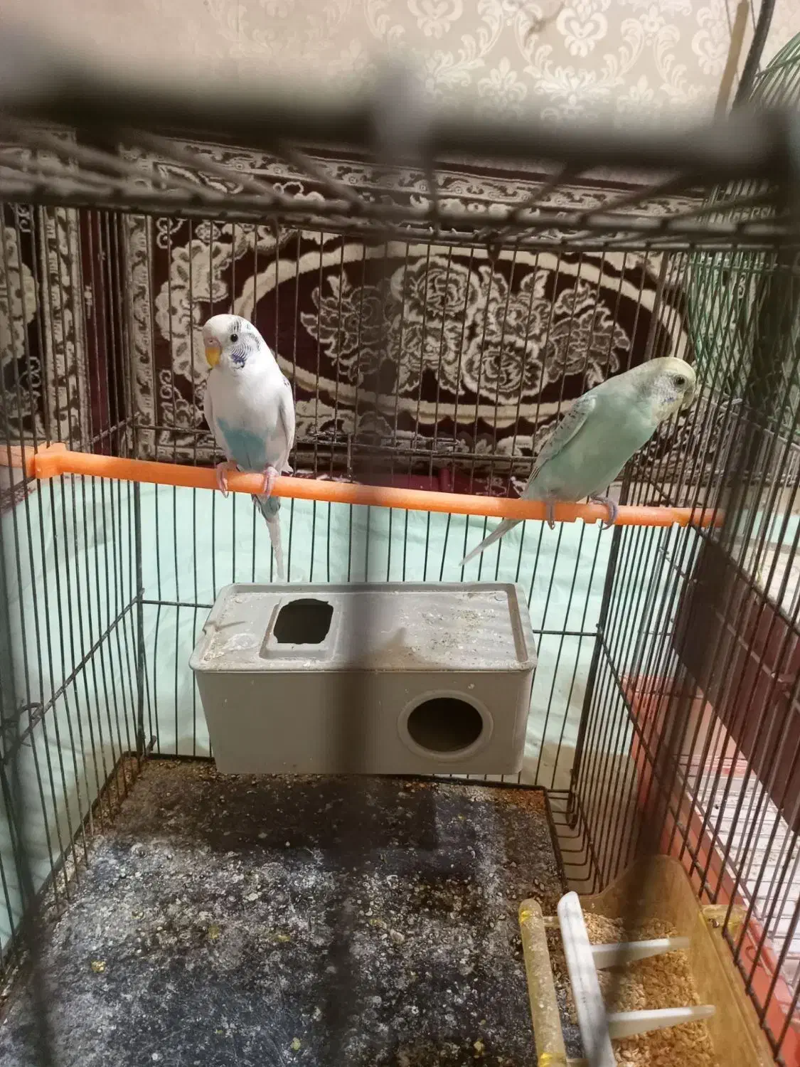 مرغ عشق جفت|پرنده|مشهد, رضاییه|دیوار