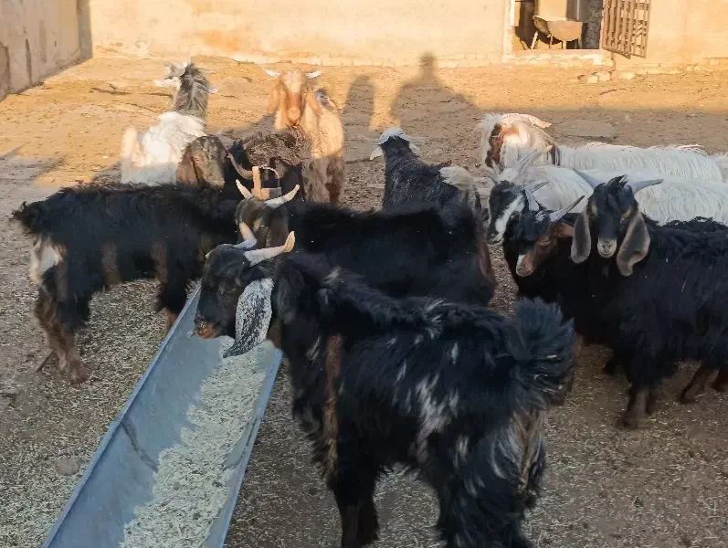 14عدد بزغاله نر داشتی|حیوانات مزرعه|بروجرد, |دیوار