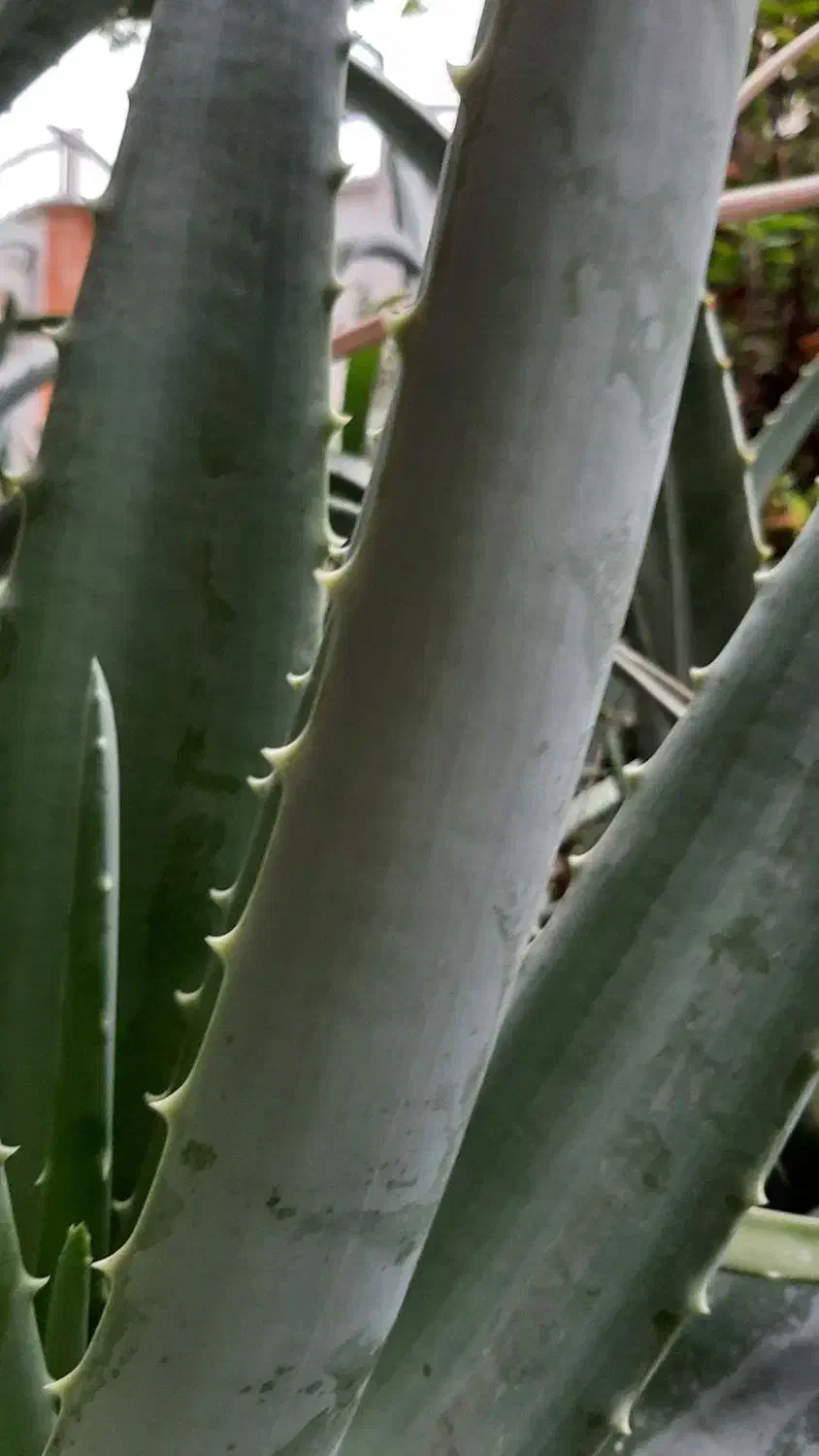 آلورا دو مدل ،کشیده و بلند،پهن و کوتاه|گل و گیاه طبیعی|نوشهر, |دیوار