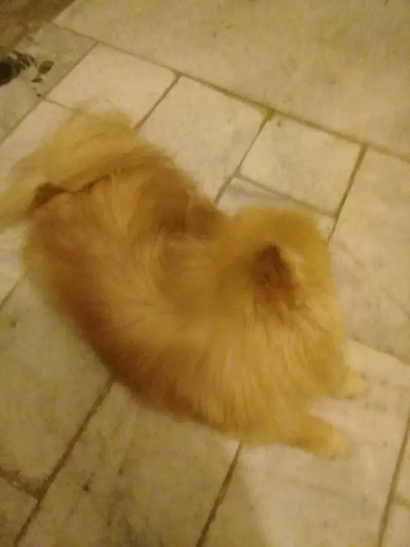 پامرین روباهی|سگ|قدس, شهرقدس|دیوار