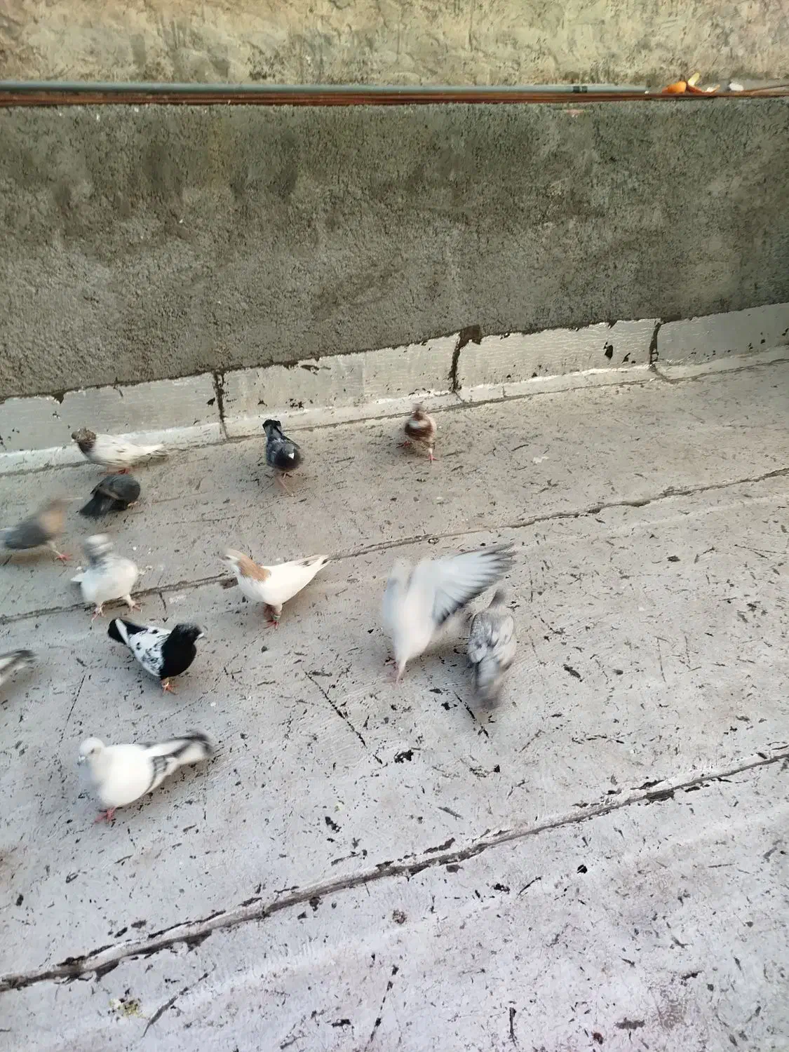 12 عدد کفتر پرشی|پرنده|شیروان (خراسان), |دیوار