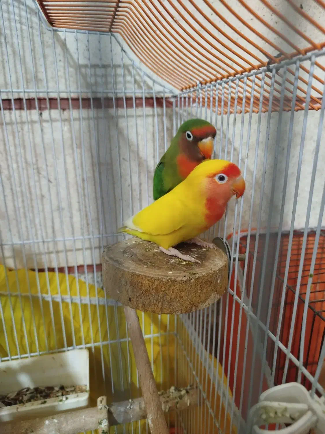 یک جفت طوطی برزیلی|پرنده|قزوین, |دیوار