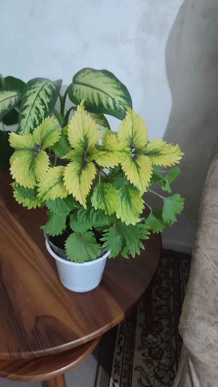 گل طبیعی ایوان|گل و گیاه طبیعی|ایوان, |دیوار