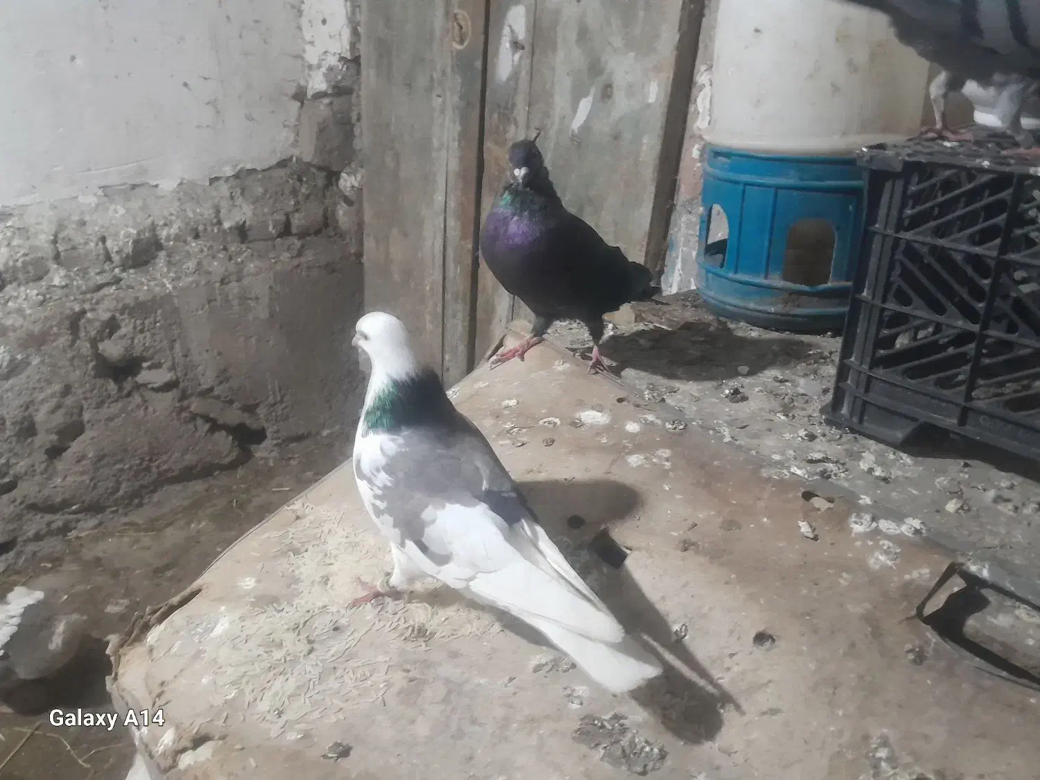 با سلام خدمت عشق بازان|پرنده|ویلکیج, |دیوار