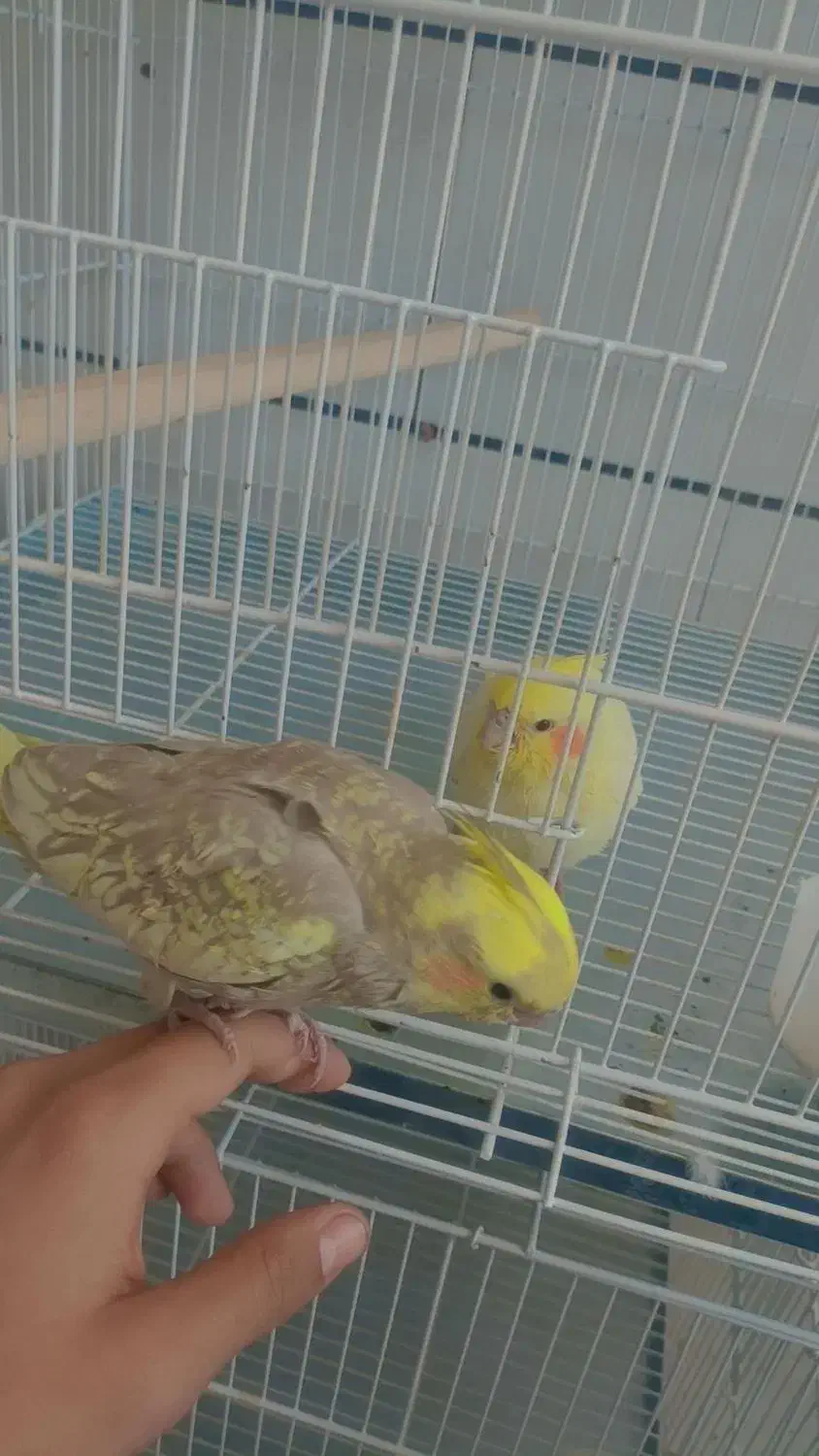 جوجه عروس هلندی و مرغ مینا|پرنده|دوگنبدان, |دیوار