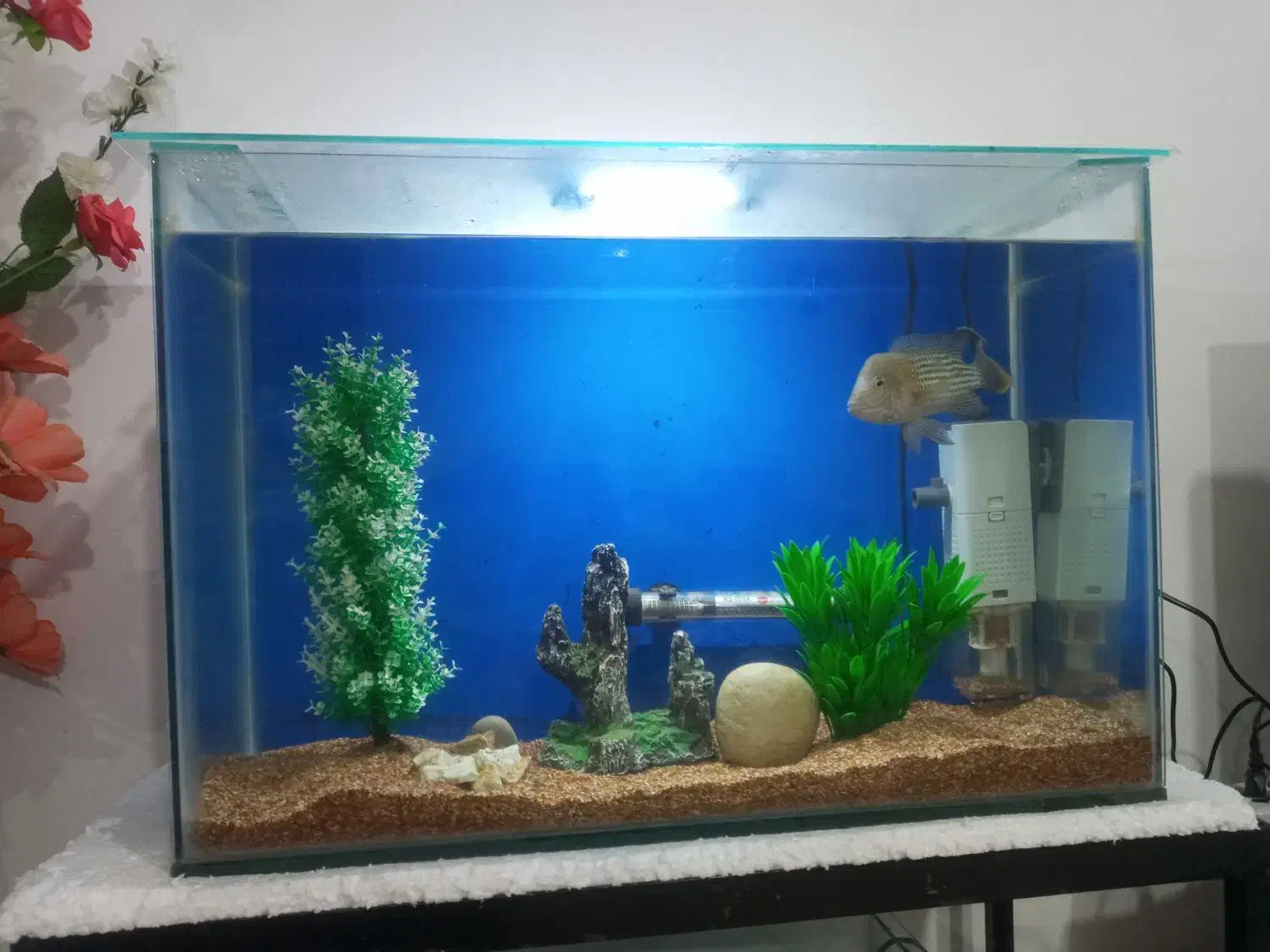 اکواریوم  خوش ابعاد|ماهی|ساری, |دیوار